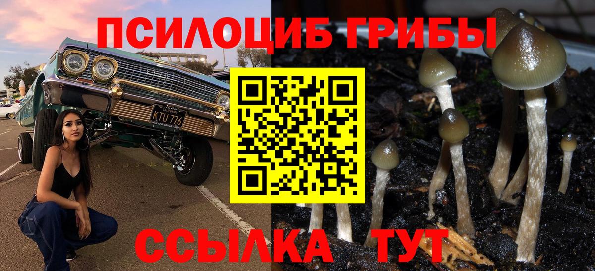 Псилоцибиновые грибы Psilocybe Ессентуки